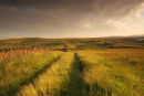 06-6360 Mickleton Moor and Hay Meadow with Track in Evening Light from Brownberry Plantation, Teesdale County Durham. Taken as Bad Weather Begins to Clear